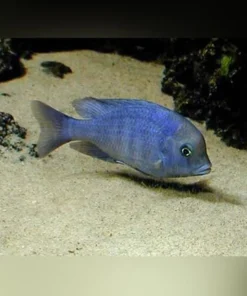 Dolphin Cichlid