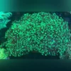 Frogspawn Coral