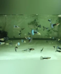 Neon Blue Tuxedo Guppy (Pair)