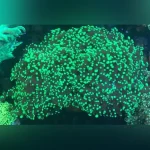 Frogspawn Coral