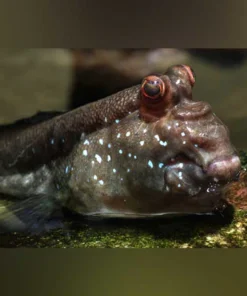Mudskipper African