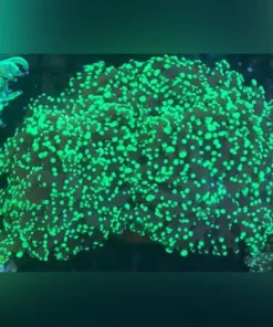 Frogspawn Coral