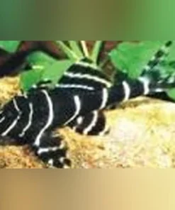 L-204 Emperor Pleco