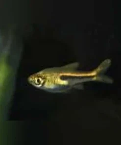 Ornate Dwarf Rasbora