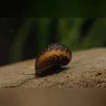 Batik Snail