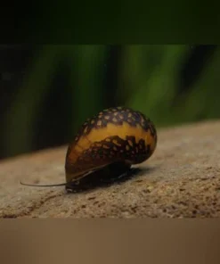 Batik Snail