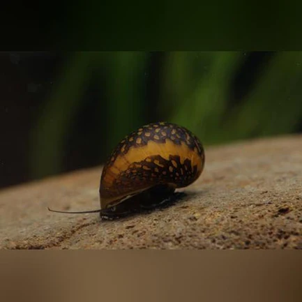 Batik Snail
