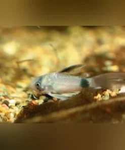 Longfin Panda Cory