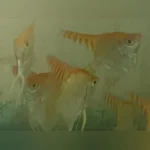 Red Head Angelfish