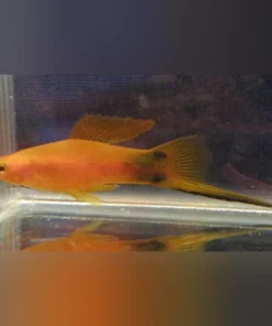 Red Mickey Mouse Swordtail