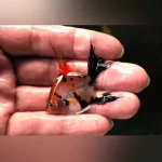 Red Devil Angelfish