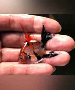 Red Devil Angelfish