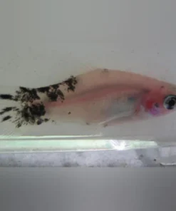 Dalmatian Platy