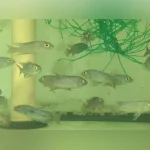 Electric Blue Cichlid