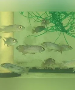 Electric Blue Cichlid