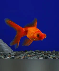Red Telescope Head Goldfish