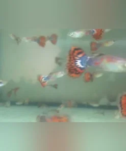 Orange Variegated Guppy (Pair)