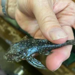 L-235 Anthrax Pleco