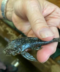 L-235 Anthrax Pleco
