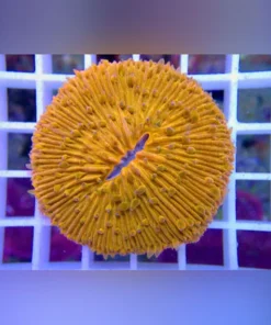 Fungia Orange Coral