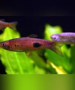 Clown Rasbora