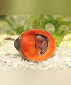 Red Lips Nerite Snail