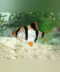 Tiger Barb (Lot of 6)