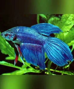 Show Betta Male