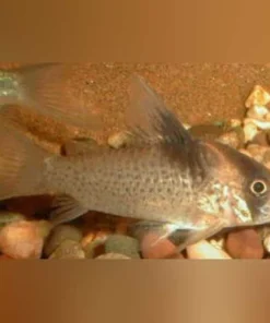 Melanistius Cory