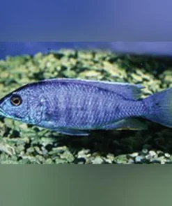 Alternative view of Electric Blue Cichlid