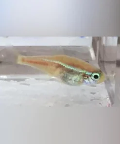 Albino Blue Eye Neon Tetra