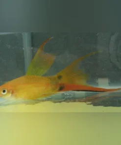 Marigold Hi Fin Lyre Swordtail
