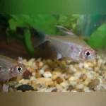Bleeding Heart Tetra (Lot of 4)