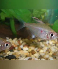Bleeding Heart Tetra (Lot of 4)
