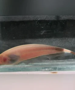 Chocolate Ghost Knifefish
