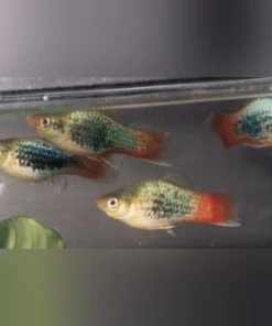 Neon Red Tail Platy