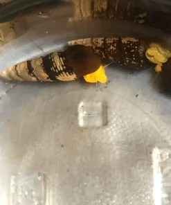 Golden Rabbit Snail
