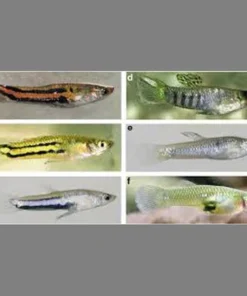 Parae Livebearers (Pair)