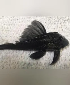L-239 Blue Panaque Pleco