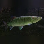 Odoe Pike