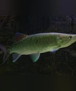 Odoe Pike