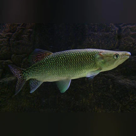 Odoe Pike