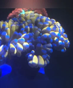Gold Torch Coral