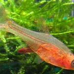 Red Axelrodi Rasbora