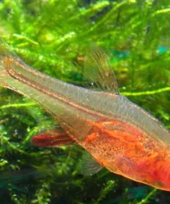 Red Axelrodi Rasbora