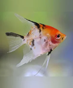 Red Head Koi Angelfish