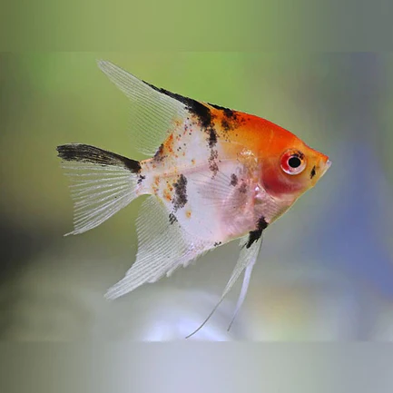 Red Head Koi Angelfish