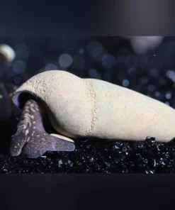 Chocolate Rabbit Snail