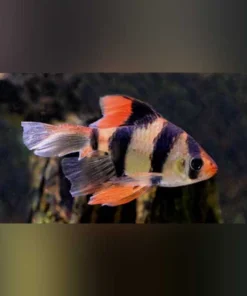 Tiger Barb Long Fin