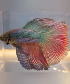 Super Delta Betta Male